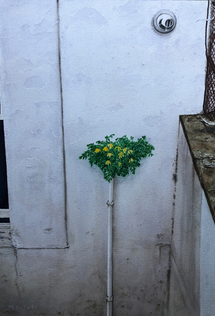 CorydalisLutea